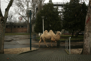 Illustration for article titled Egyelőre Tarr Béla-park lesz a Vidámpark helyén